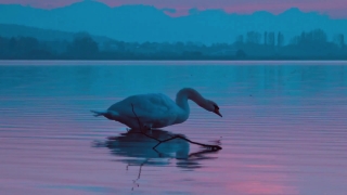 Wading Bird, Bird, Aquatic Bird, Heron, Spoonbill, Little Blue Heron