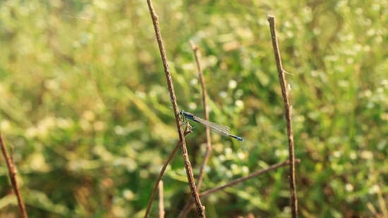 Walking Stick, Insect, Arthropod, Invertebrate, Mosquito, Grass