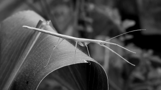 Walking Stick, Insect, Arthropod, Mantis, Invertebrate, Light