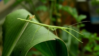 Walking Stick, Insect, Arthropod, Plant, Leaf, Invertebrate