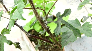 Walking Stick, Insect, Arthropod, Tree, Invertebrate, Leaf