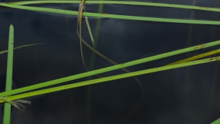 Walking Stick, Insect, Light, Digital, Arthropod, Futuristic