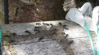 Wall, Stone, Old, Ant, Texture, Dirty