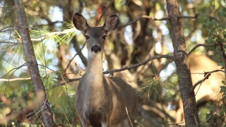 Wallaby, Kangaroo, Mammal, Deer, Wildlife, Wild