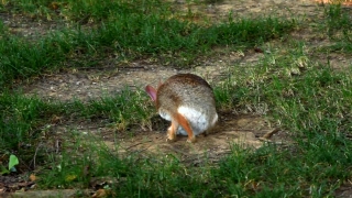 Wallaby, Kangaroo, Mammal, Rabbit, Wood Rabbit, Rodent