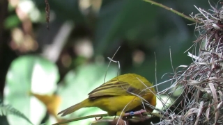 Warbler, Bird, Beak, Feather, Wildlife, Wild
