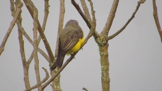 Warbler, Bird, Wildlife, Beak, Feather, Wing