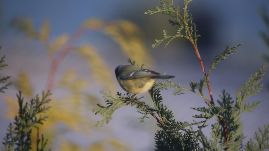 Warbler, Bird, Wildlife, Feather, Beak, Wild