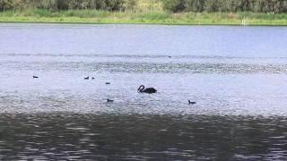 Water, Bird, Lake, Aquatic Bird, Hippopotamus, Landscape