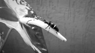 Water, Bird, Wildlife, Ice, Snow, Arthropod