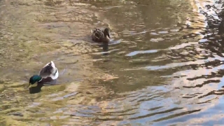 Water, Bird, Wildlife, Lake, Otter, Wild