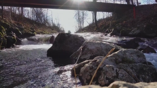 Water, Bison, River, Landscape, Trees, Forest