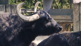 Water Buffalo, Old World Buffalo, Ruminant, Bull, Cattle, Wildlife