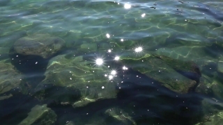 Water, Fish, Ocean, Sea, Shark, Hammerhead