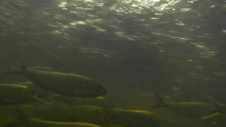 Water, Fish, Sea, Ocean, Coho, Food Fish