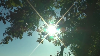 Water, Fish, Sea, Ocean, Sun, Tree