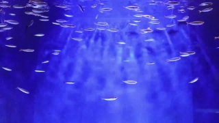 Water, Hammerhead, Shark, Light, Liquid, Star
