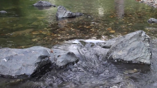 Water, Hippopotamus, River, Sea, Wildlife, Wild