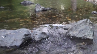 Water, Hippopotamus, River, Ungulate, Wild, Sea