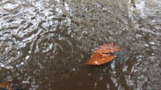 Water, Invertebrate, Sea, Ocean, Mammal, Starfish