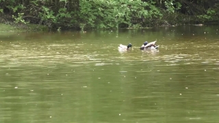 Water, Lake, Duck, Hippopotamus, River, Drake
