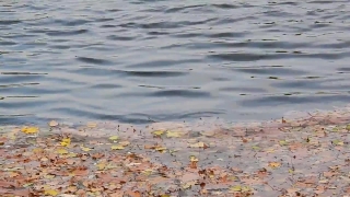 Water, Ocean, Sea, Wave, Water Snake, Body Of Water