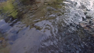 Water, Ocean, Stingray, Body Of Water, Sea, Ray