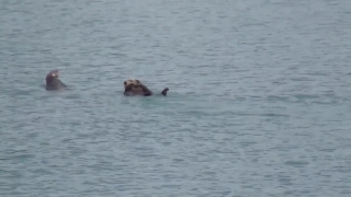 Water, Otter, Lake, Bird, Wildlife, Wading Bird