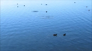 Water, Otter, Sea, Coot, Ocean, Bird