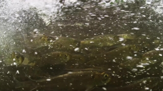 Water, Platypus, Liquid, Drop, Wet, Rain