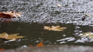 Water, Platypus, River, Lake, Wildlife, Wild