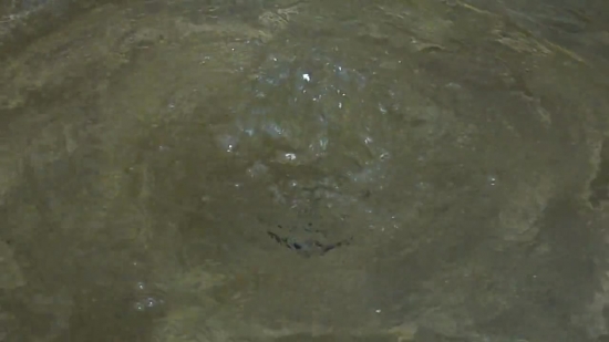 Water, Platypus, Stingray, Horseshoe Crab, Ray, Wet