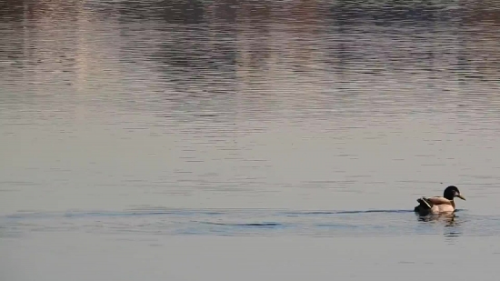 Water, Reflection, Lake, Ocean, Body Of Water, Landscape
