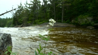 Water, River, Forest, Landscape, Tree, Stream