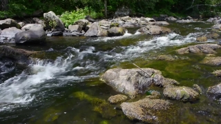Water, River, Stream, Crocodile, Stone, Landscape