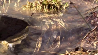 Water, River, Stream, Natural, Landscape, Arthropod