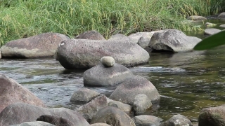 Water, Sea Lion, River, Rock, Channel, Stone