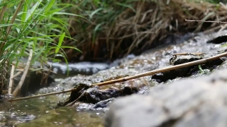 Water Snake, Snake, Reptile, Water, River, Alligator
