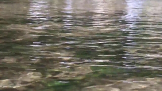 Water Snake, Snake, Water, Beaver, Lake, Reptile
