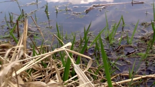 Water Snake, Snake, Water, Grass, Reptile, Lake