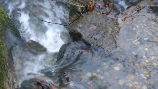 Water Snake, Snake, Water, Reptile, River, Stone