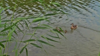 Water Snake, Water, Lake, Snake, Pond, Bird