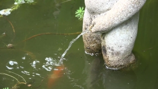 Water Snake, Water, Lake, Snake, River, Turtle