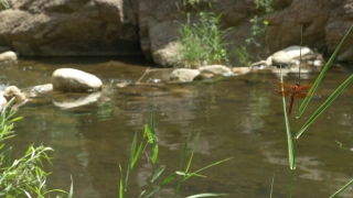 Water Snake, Water, River, Lake, Snake, Pond