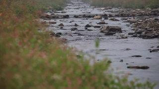 Water, Swamp, Lake, River, Shorebird, Wetland