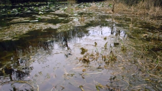 Water, Swamp, Lake, River, Wetland, Landscape
