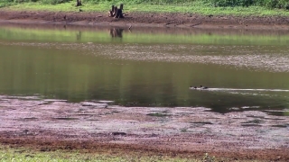 Water, Swamp, Landscape, Lake, River, Forest
