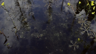 Water, Texture, Aquatic, Pattern, Surface, Grunge