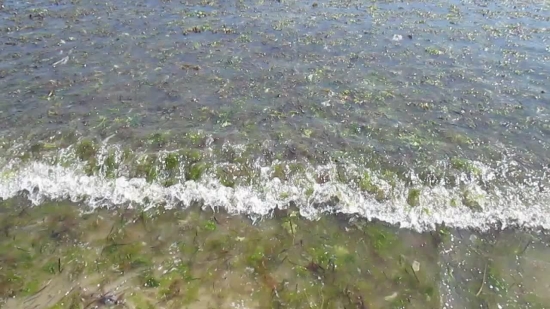 Water, Water Crowfoot, Aquatic Plant, Channel, River, Vascular Plant