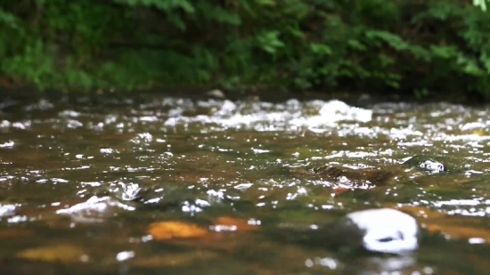 Water, Water Snake, River, Swamp, Wetland, Snake